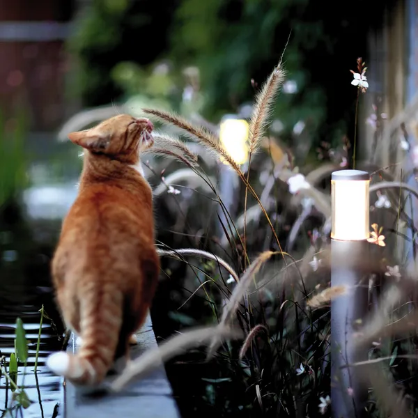 regnbedd med en katt og utelys